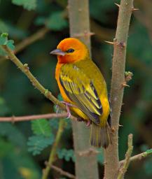 Entebbe Bot Grdn Bird Xxx Spectacled Weaver