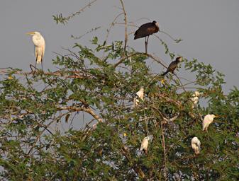 Entebbe Bot Grdn Birds