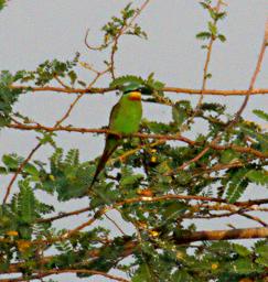 Entebbe Bot Grdn Bird Blue Cheeked Bee Eater