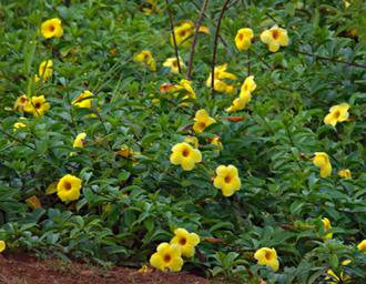 Entebbe Bot Grdn Flower Xxx Yellow