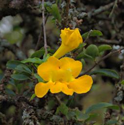 Entebbe Bot Grdn Flower Xxx Yellow
