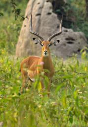 Lk Mburo Impala