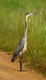 Lk Mburo Bird Black Headed Heron