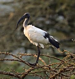 Lk Mburo Bird Sacred Ibis