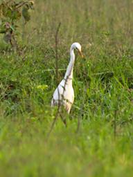 Lk Mburo Bird Intermediate Egret