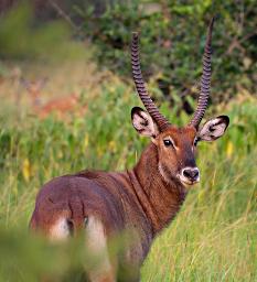 Lk Mburo Waterbuck