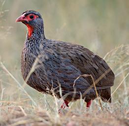 Lk Mburo Bird Red Necked Spurfowl