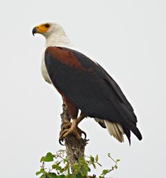 Lk Mburo Bird African Fish Eagle