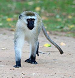 Lk Mburo Vervet Monkey