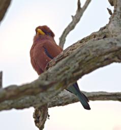 Lk Mburo Bird Broad Billed Roller