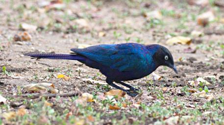 Lk Mburo Bird Greater Blue Eared Starling