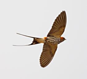 Lk Mburo Bird Lesser Striped Swallow