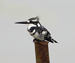 Lk Mburo Bird Pied Kingfisher