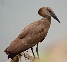 Lk Mburo Bird Hammerkop