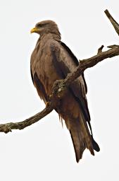 Lk Mburo Bird Black Kite