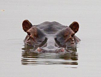 Lk Mburo Hippo