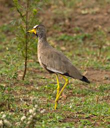 Lk Mburo Bird African Wattled Lapwing