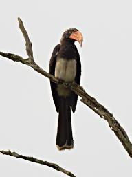 Lk Mburo Bird Crowned Hornbill