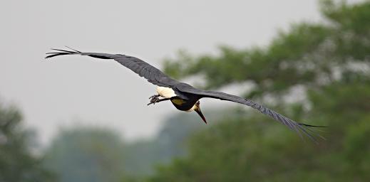 Lk Mburo Bird Wooly Necked Stork