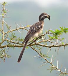 Lk Mburo Bird African Grey Hornbill