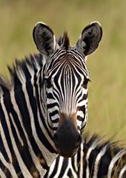 Lk Mburo Zebra