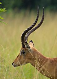 Lk Mburo Impala