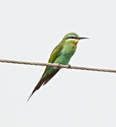 Lk Mburo Bird Blue Cheeked Bee Eater