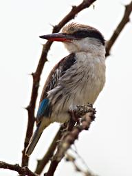 Lk Mburo Bird Striped Kingfisher