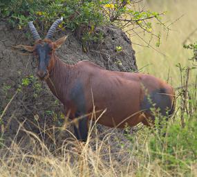 Lk Mburo Topi