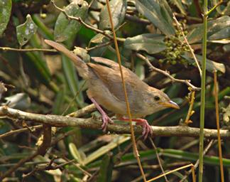 Lk Mburo Bird Xxx Cisticola