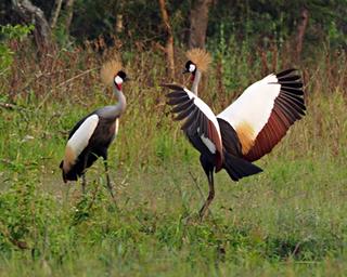 Lk Mburo Bird Crowned Crane