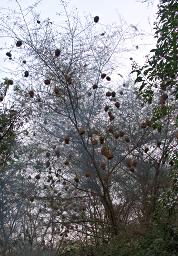 Qn Elizabeth NP Weaver Nests