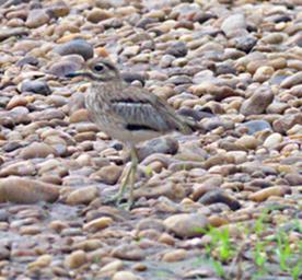 Qn Elizabeth NP Bird Water Thick Knee