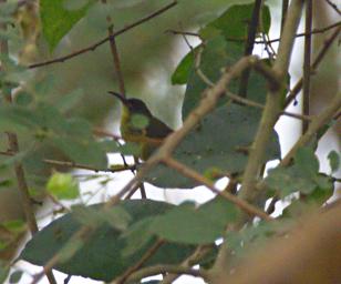 Qn Elizabeth NP Bird Xxx Sunbird