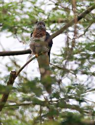 Qn Elizabeth NP Bird Red Chested Cuckoo