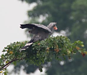 Qn Elizabeth NP Bird African Harrier Hawk