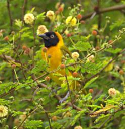 Qn Elizabeth NP Bird Lesser Masked Weaver