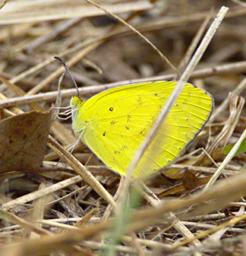 Qn Elizabeth NP Butterfly Grass Yellow