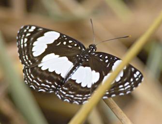 Qn Elizabeth NP Butterfly Xxx Diadem