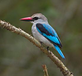 Qn Elizabeth NP Bird Woodland Kingfisher