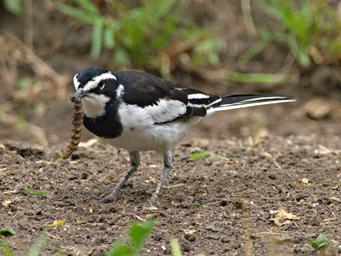 Qn Elizabeth NP Bird African Pied Wagtail