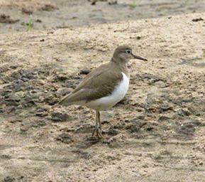 Qn Elizabeth NP Bird Common Sandpiper