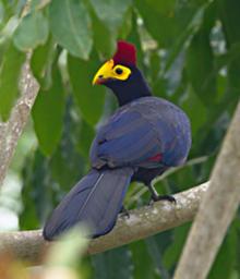 Qn Elizabeth NP Bird Rosss Turaco