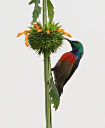 Qn Elizabeth NP Bird Northern Double Collared Sunbird