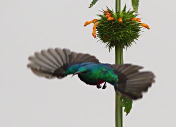 Qn Elizabeth NP Bird Northern Double Collared Sunbird