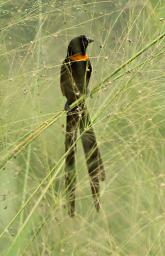 Qn Elizabeth NP Bird Red Collared Widowbird