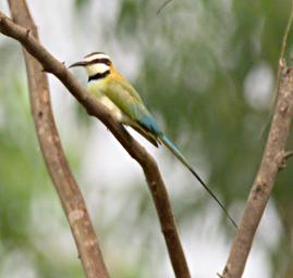 Qn Elizabeth NP Bird White Throated Bee Eater