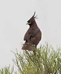 Qn Elizabeth NP Bird Long Crested Eagle