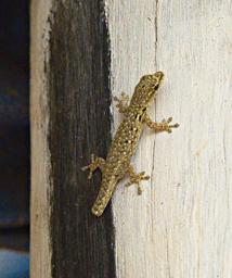 Qn Elizabeth NP Short Tailed Gecko