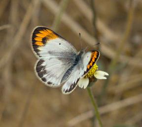 Qn Elizabeth NP Butterfly Orange Tip